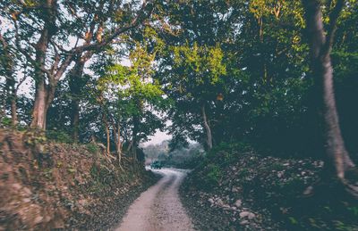 Road amidst trees in forest