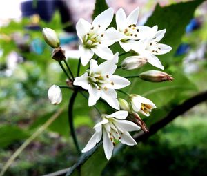 Close-up of white flowers