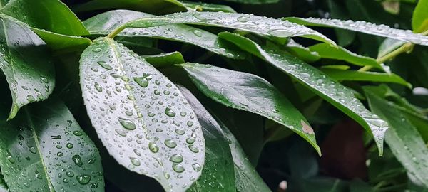 Close-up of wet plant leaves during rainy season