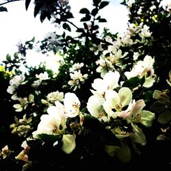Close-up of white cherry blossoms in spring