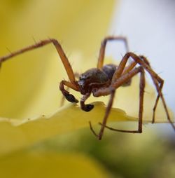 Close-up of insect