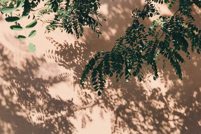 Directly below shot of plants against trees