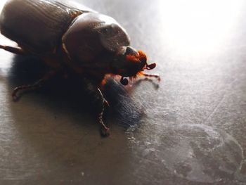 Close-up of insect