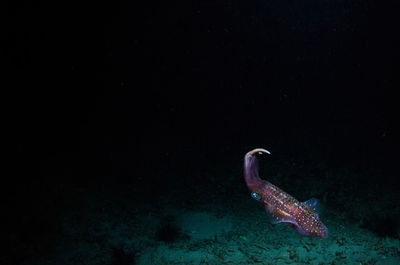 View of jellyfish swimming in sea