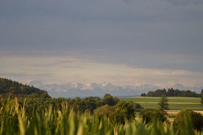 Panoramic shot of trees on field against sky