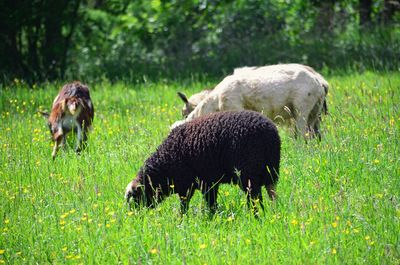 Sheep in a field