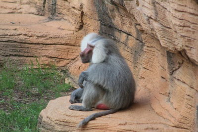 Monkey sitting on rock