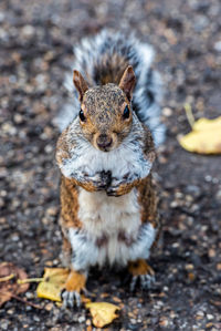 Close-up portrait of a squirrel