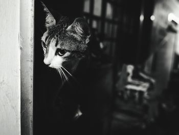 Close-up portrait of cat