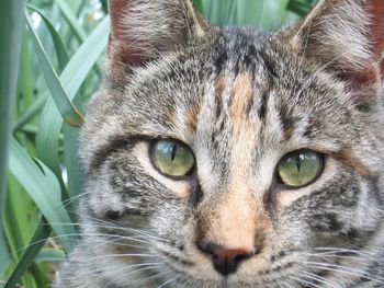 Close-up portrait of cat