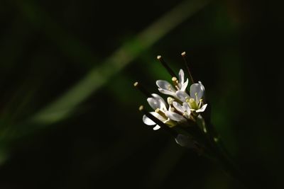 Close-up of white flowering plant