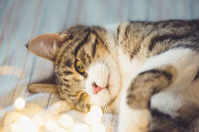 Cat playing with illuminated lights on bed