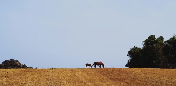 Horses in a field