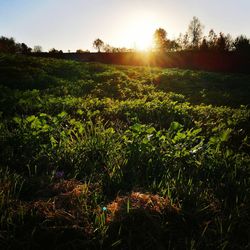 Scenic view of field against sky during sunset