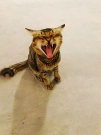 Cat yawning