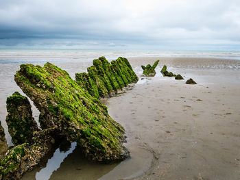 Algae covered remains of a world war ship at a beach in northern france