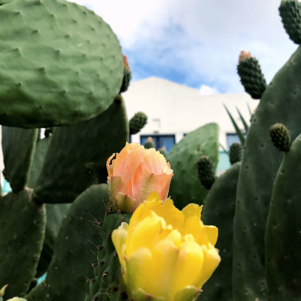 beauty in nature, nature, flower, cactus, outdoors, prickly pear cactus, green color, growth, no people, day, freshness, close-up, petal, yellow, fragility, plant, sky, flower head