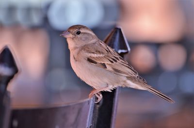 Close-up of sparrow perching on metal feeder