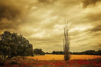 Plants growing on field against sky