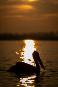 Silhouette man swimming in sea during sunset