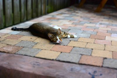 High angle portrait of cat