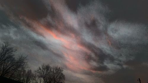 Low angle view of trees against sky at night