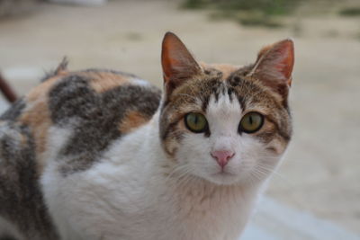 Close-up portrait of a cat