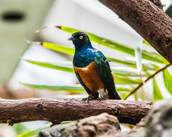 Close-up of bird perching on tree trunk