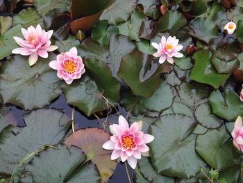 Close-up of pink flowers