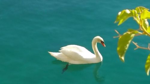 Close-up of swan swimming in lake