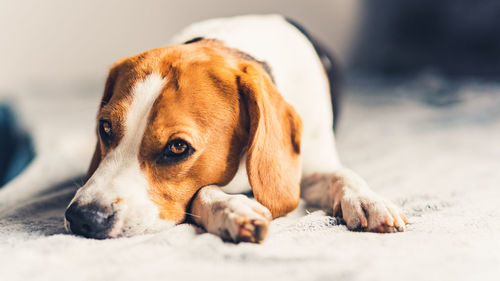 Close-up of dog resting