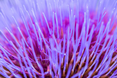 Close-up of purple flower