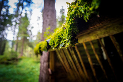 Close-up of moss growing on tree trunk