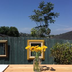 Potted plants in backyard