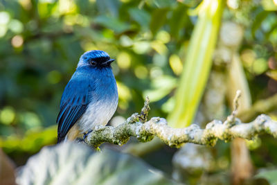 Close-up of bird perching on branch