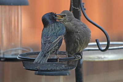 Starling parenting
