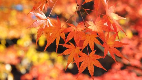 Close-up of maple leaves during autumn