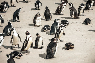 High angle view of birds on beach