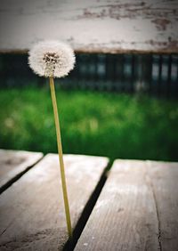 Close-up of dandelion flower