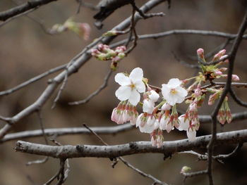 Close-up of cherry blossoms in spring