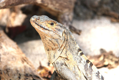 Close-up of lizard