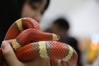 Close-up of hand holding snake