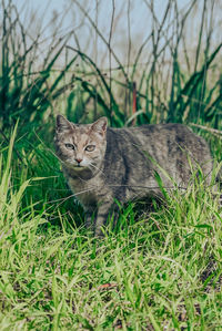 Portrait of cat on grassy field