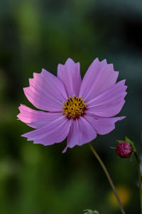 Close-up of pink cosmos flower