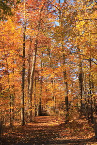 Scenic view of street amidst trees during autumn