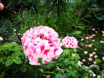 Close-up of pink flowers blooming outdoors