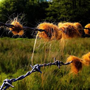 Barbed wire on field