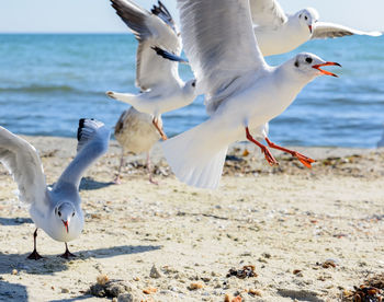 Seagulls flying at beach