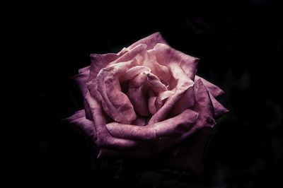 Close-up of pink rose against black background