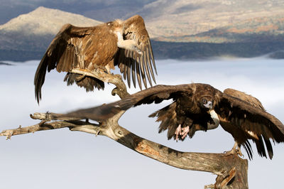 Dead bird flying against sky